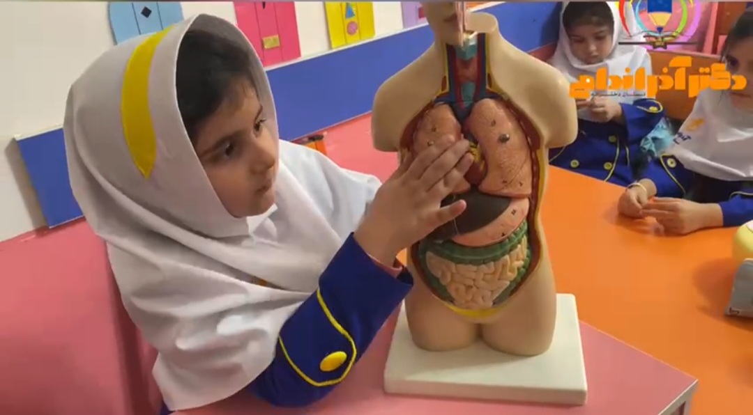 مولاژ اعضای داخلی بدن